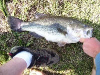 Cougar Lake Fishing Report