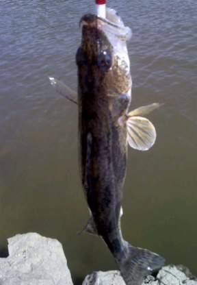 sauger near Atwood