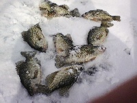 frist year ice fish Fishing Report