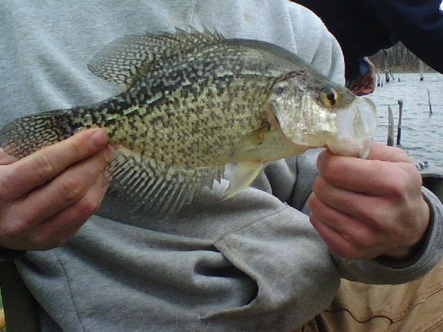crappie near Knoxville