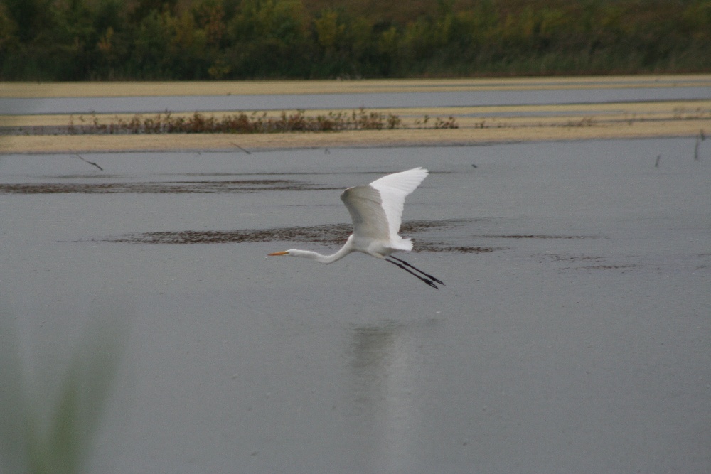 Egret near Smithfield