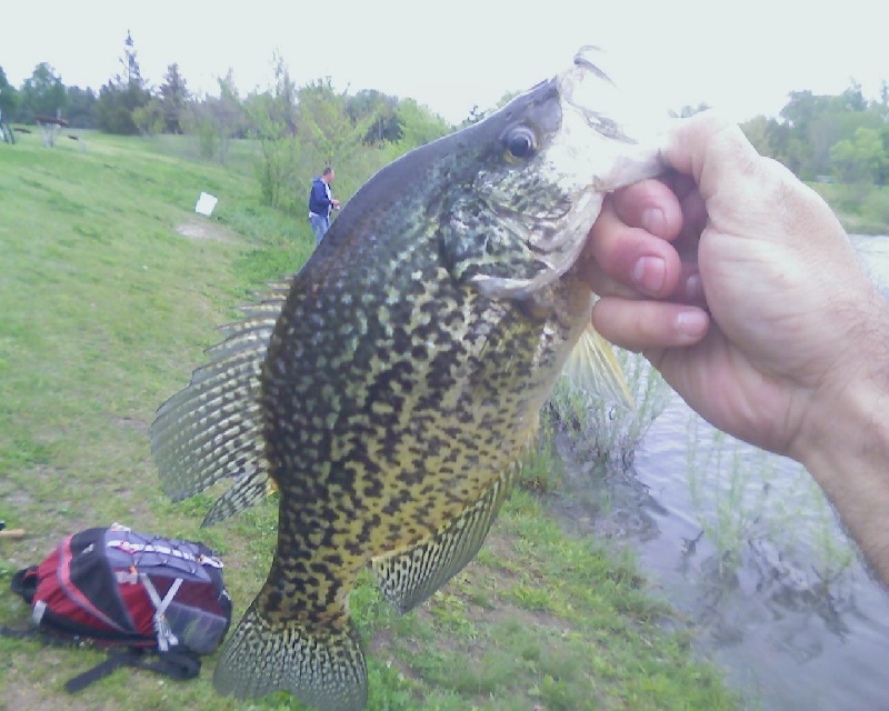 13.5 inch Crappie near Loves Park