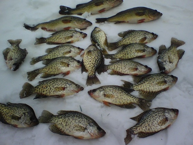 ice fish near La Fayette