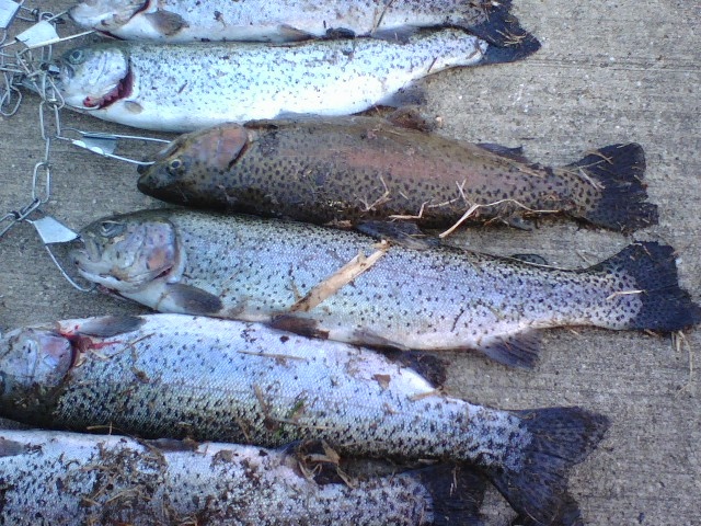 Seatonville fishing photo 4